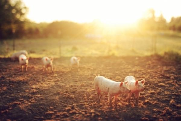 Pig Farm
